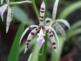 Orchidea34